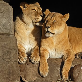 Free Lioness Two photo and picture