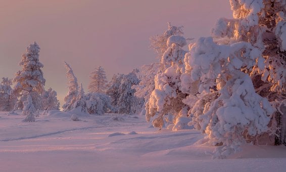 Risiitunturi, Lappland, Finnland, Bäume