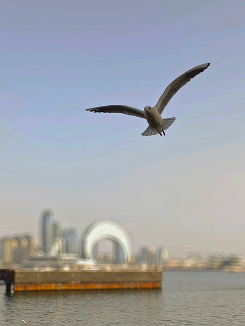 Free Nature Seagull photo and picture