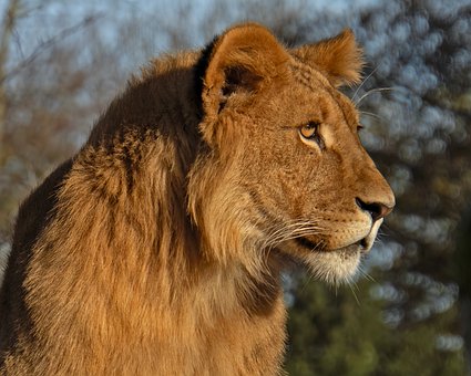 Free Lion Predator photo and picture