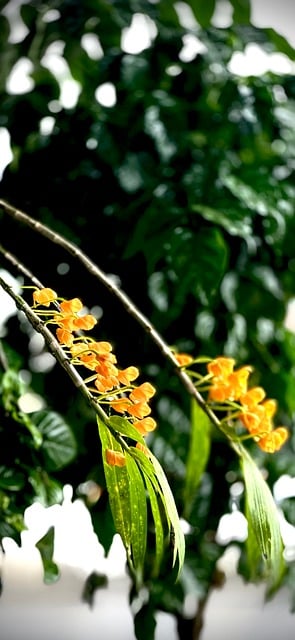 Natur, Farbe, Vietnam, Gelb, Blume