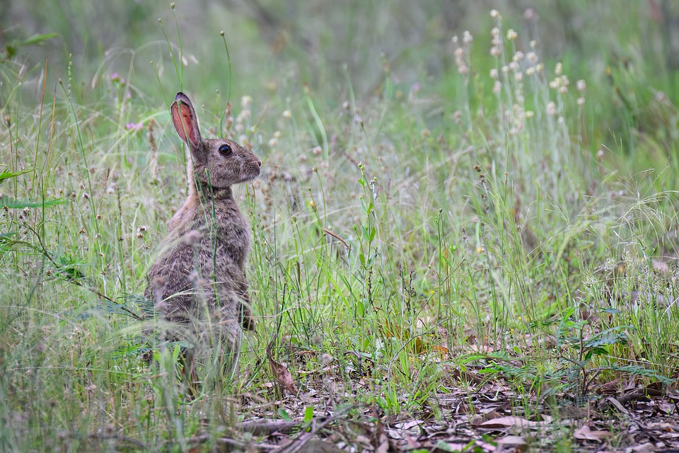 Rabbit European Oryctolagus - Free photo on Pixabay