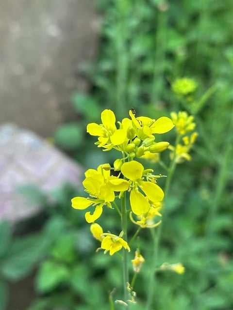 Blume, Natur, Pflanze