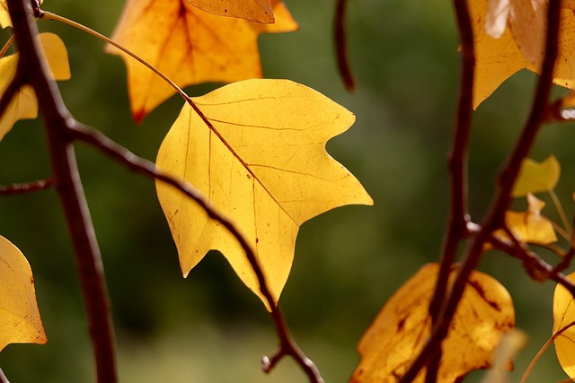Yellow Leaves Deciduous Tree - Free photo on Pixabay