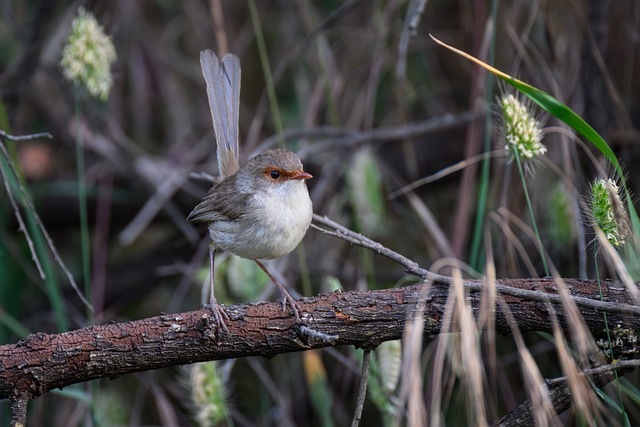 Free Superb Fairywren Fairywren photo and picture