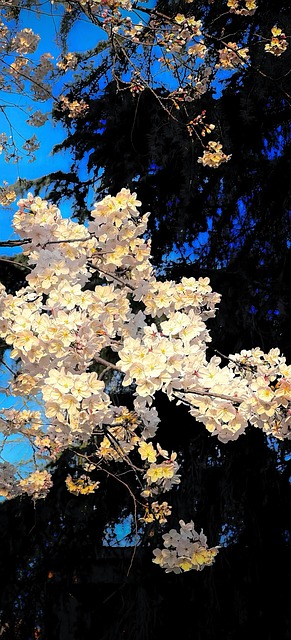 Plant, Flowers, 树木, Trees