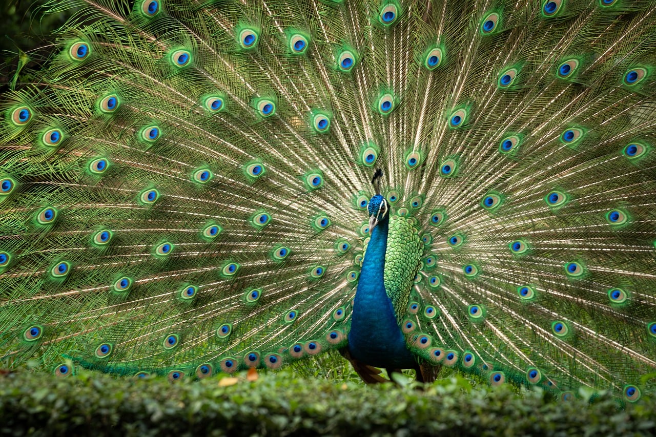 Beautiful - free online jigsaw puzzle photo