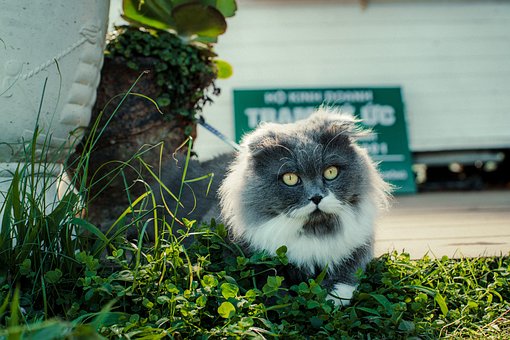 Free Cat Da Lat photo and picture