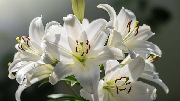 Free White Lilies Lily Flowers photo and picture