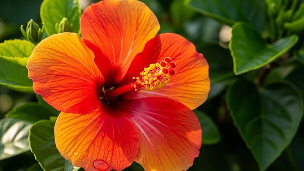 Free Hibiscus Flower Tropical Flower photo and picture