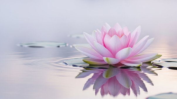 Free Lotus Flower Serene Water photo and picture