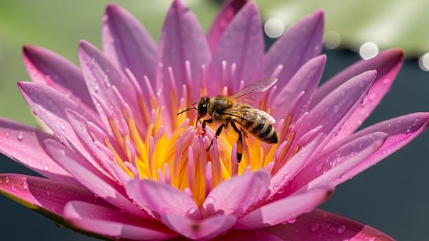 Free Honeybee Lotus Flower photo and picture