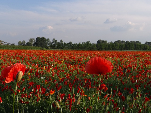 Free Poppy Field Red Flowers photo and picture