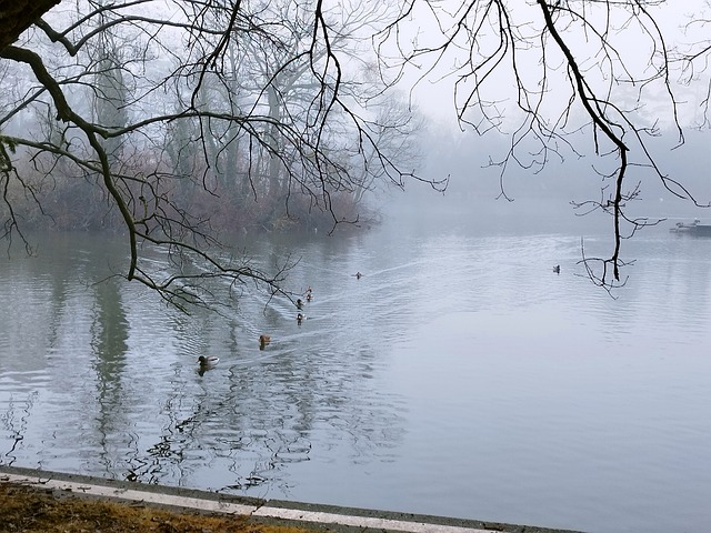 Free Pond Ducks photo and picture