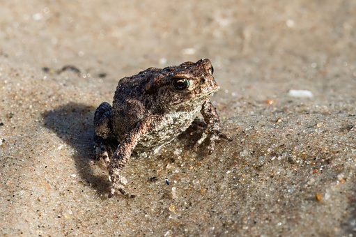 Free Toad Amphibian photo and picture