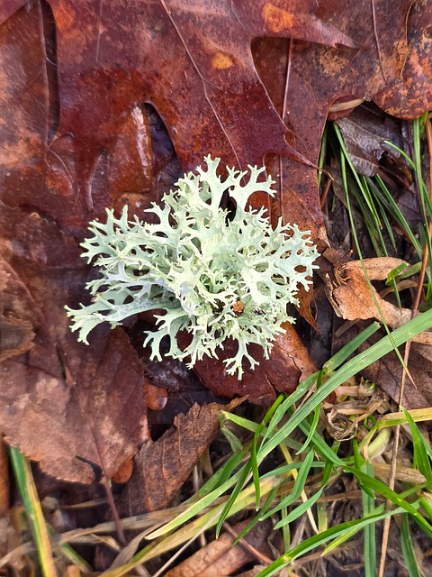 Lichen, Pădure, Hardtwald, Alb