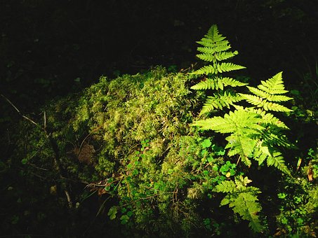 Free Forest Nature photo and picture