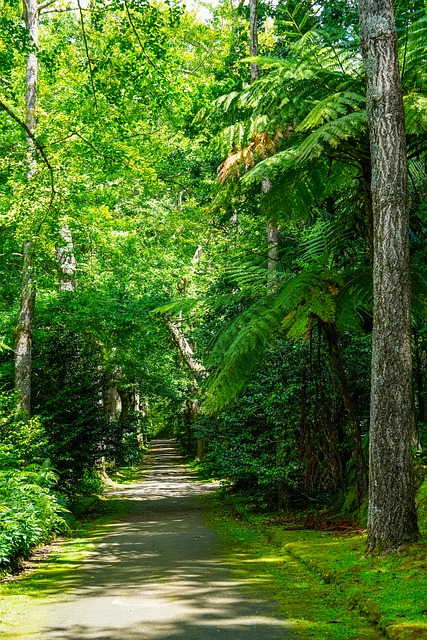 Allee, Baumweg, Park, Natur, Landschaft