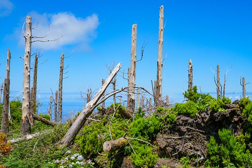 Sturm, Orkan, Baum, Baumstumpf