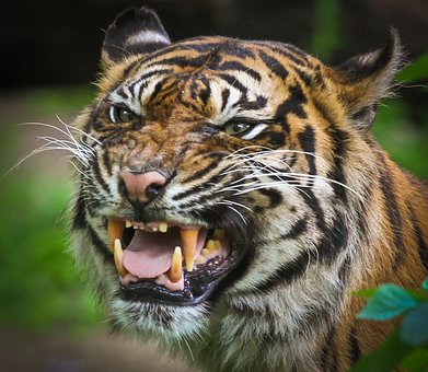 Tigre, Predador, Dentes, Perigoso
