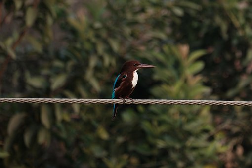 Pájaro, Vida Salvaje, Naturaleza, Plumas