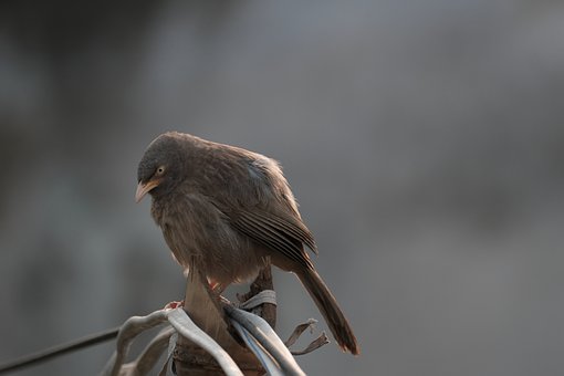 Pájaro, Naturaleza, Selva, Babbler