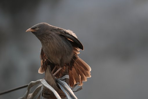 Charlatán, Pájaro, Jungla, Fauna