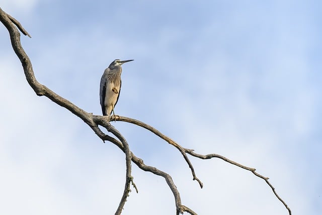 Free White-Faced Heron Heron photo and picture
