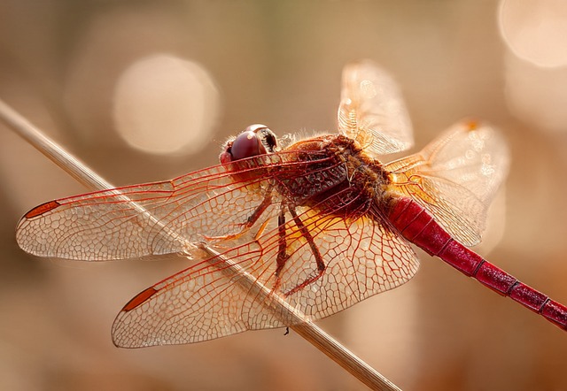 Free Dragonfly Macro Insect Portrait photo and picture