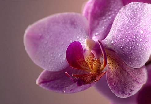 Květ Orchideje, Květinové Makro