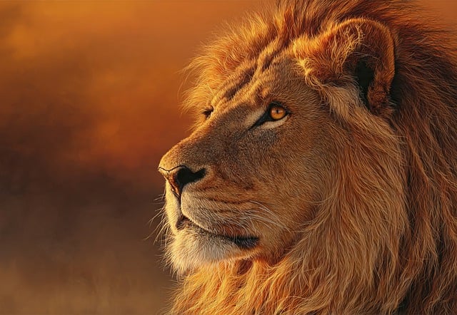Free lion portrait king of the jungle big cat illustration
