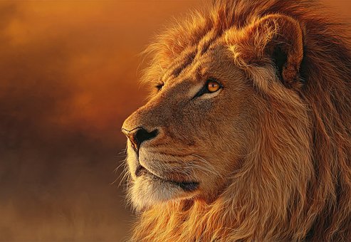 Lion Portrét, Král Džungle, Velká Kočka