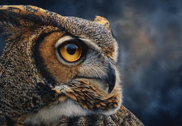 Free Owl Great Horned Owl photo and picture