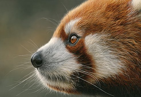 Panda Červená, Roztomilé Zvíře