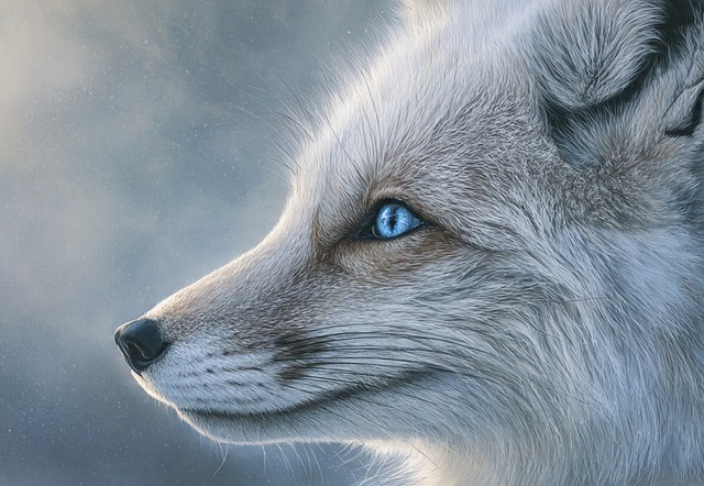 Free silver fox fox portrait winter animal illustration