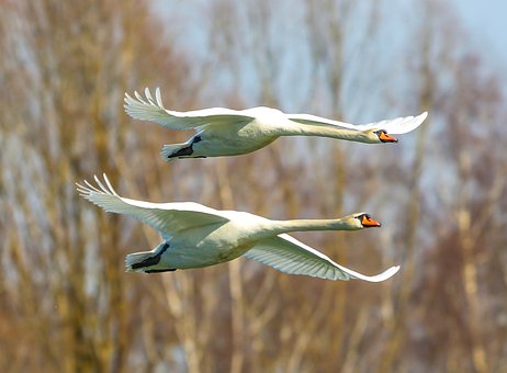 Cisnes, Patos, Consonância, Simétrico