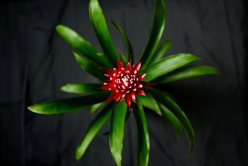 Free Flower Flora photo and picture