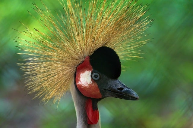 Free Grey Crowned Crane Bird photo and picture