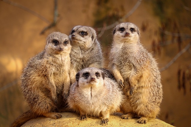 Free Family Animals photo and picture