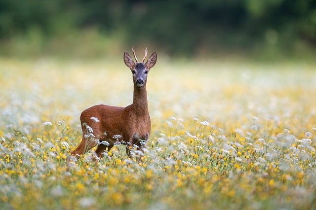 Free Nature Deer photo and picture