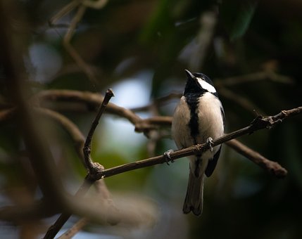 Free Asian Tit Nature photo and picture