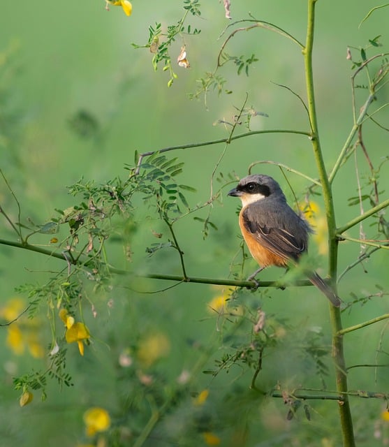 Free Long Tail Srike Nature photo and picture