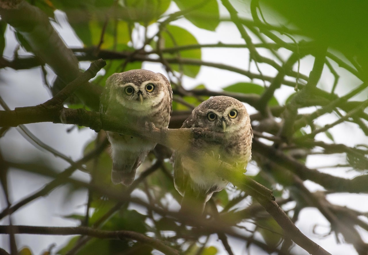 Download free HD stock image of Pair Of Jungle Owlet Nature Free Pair Of Jungle Owlet Nature photo and picture