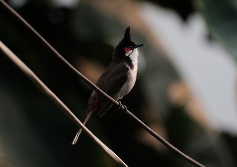 Bulbul De Mejillas Rojas, Salvaje