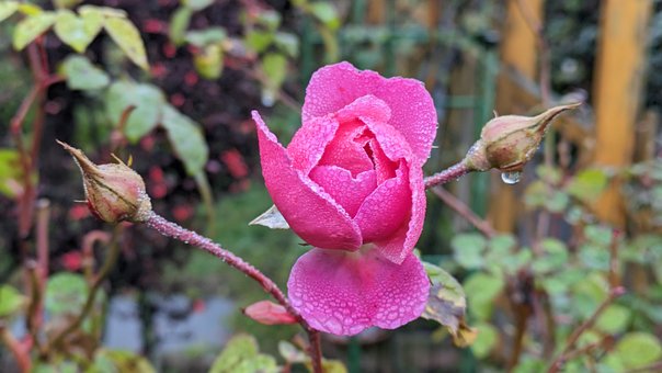 Free Rose Pink photo and picture