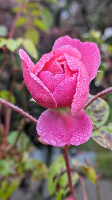 Free Rose Pink photo and picture