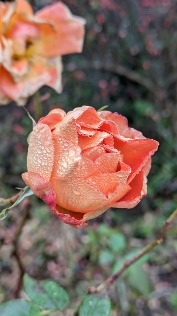 Free Rose Orange photo and picture