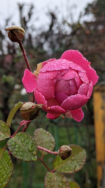 Free Rose Pink photo and picture