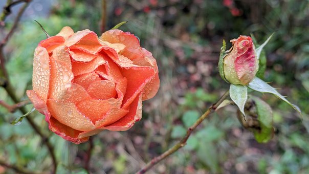 Free Rose Orange photo and picture
