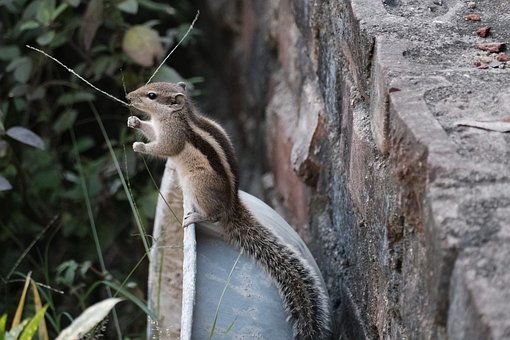 Ardilla, Roedor, Animal, Mamífero